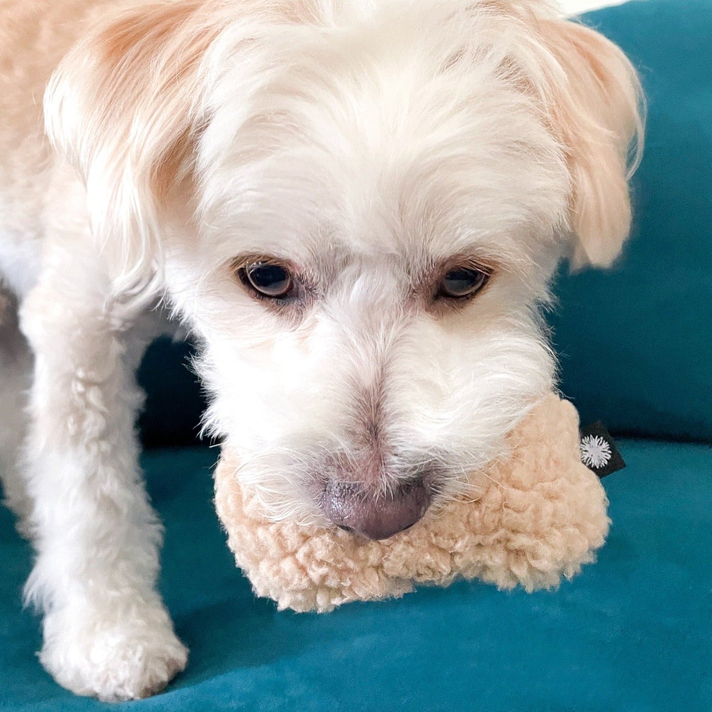 Dog Toy Besties Squeaker Crinkle Small Dogs