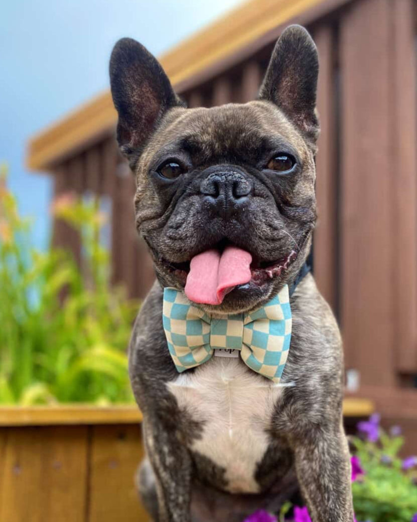Dog wearing a checkered bow tie sitting on a wooden deck with flowers in the background