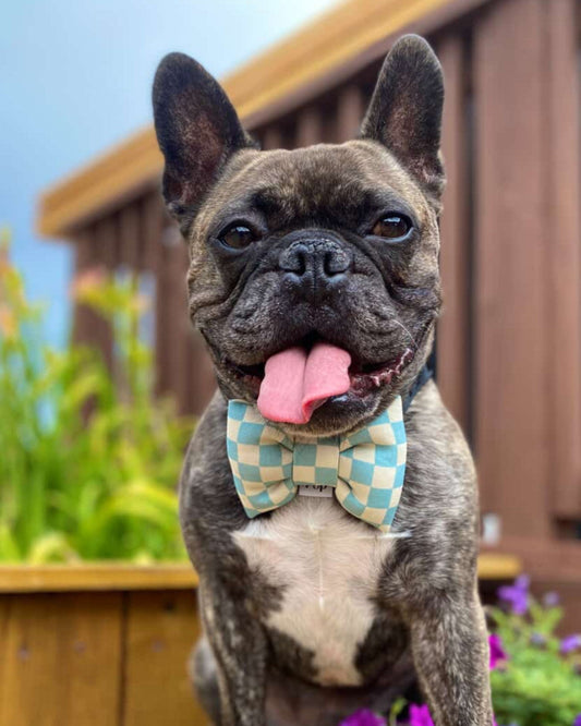 Dog wearing a checkered bow tie sitting on a wooden deck with flowers in the background