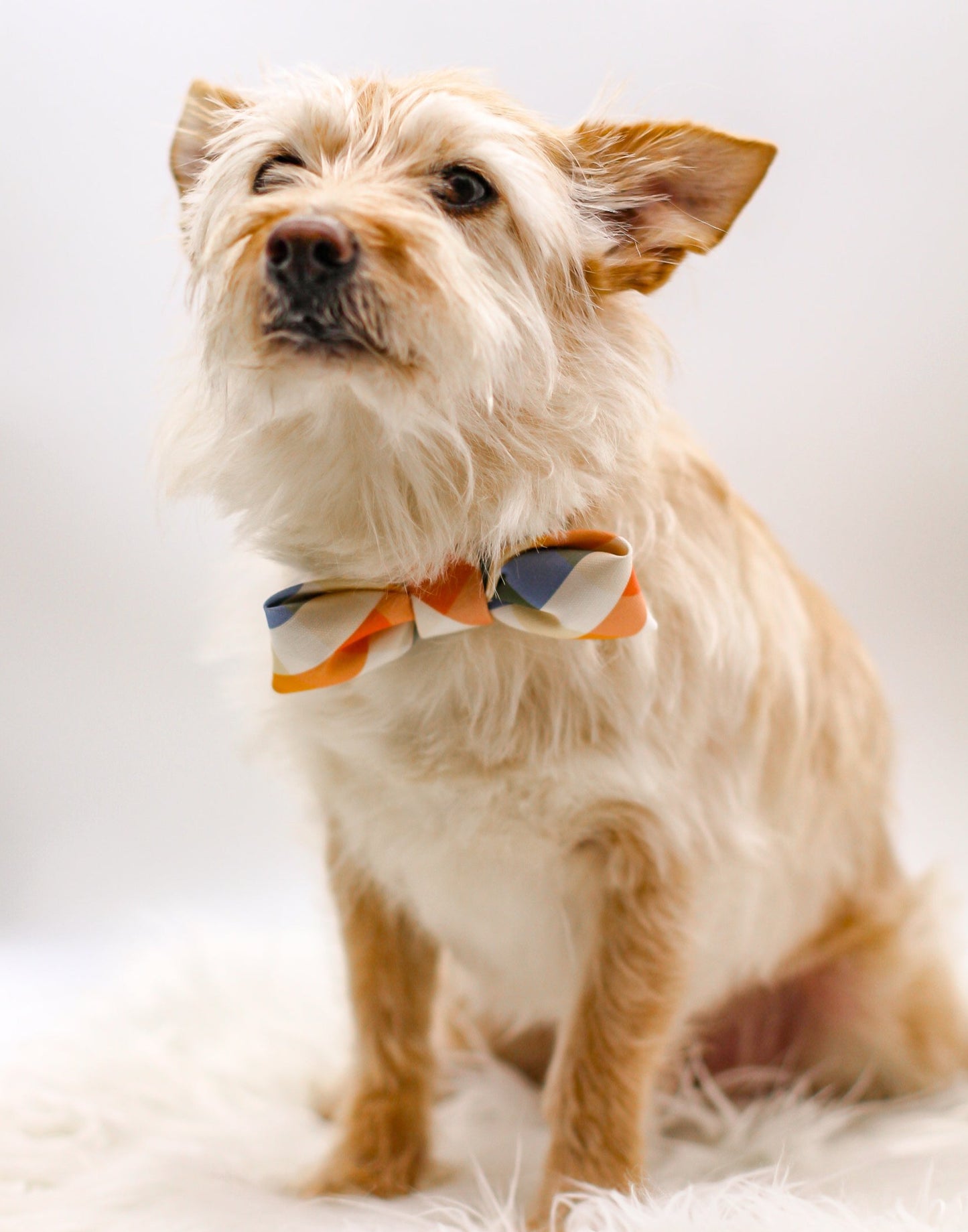 100% Organic Cotton Linen dog cat narrow designer bow tie handmade structured puffy bow tie Bop Pop Pets. Orange citrus clementine Spring Summer easter bow Plaid print pet apparel Dog model Rufus 