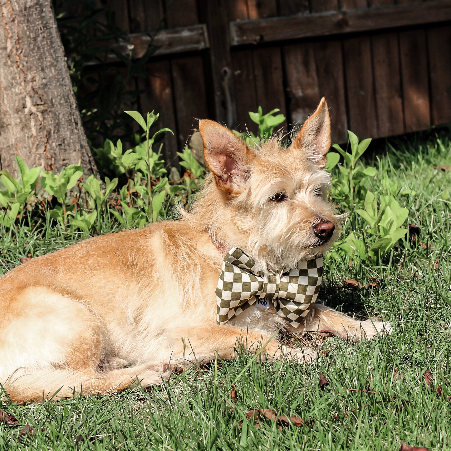 BIG giant dog cat bow tie olive green checkerboard puffy large sized dog accessory Bop Pop Pets rescue dog in park
