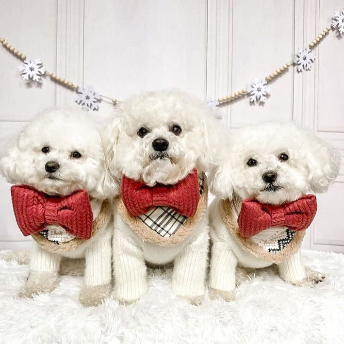 Bolognese Italian poodle white pup trio dog with cranberry fabric knit dog cat pet bow tie pet accessory bop pop pets supersized puffy bows bolobros
