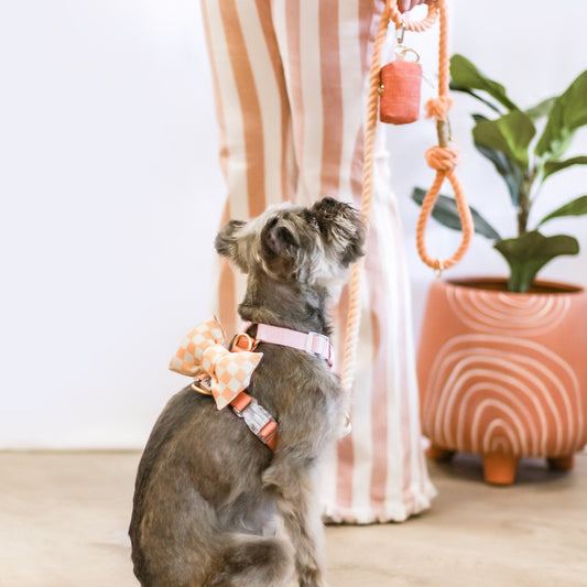 Medium Cloudberry Pink Orange Classic Dog Harness Nylon waterproof with Gold Hardware Clear Buckles Pet Accessory Bop Pop Pets Easy Summer Nylon Dog harness Attached bow tie on harness