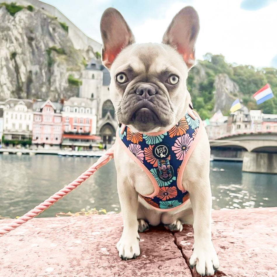 French bulldog dazy harness flower pet harness accessory multicolor pink navy coral neoprene bop pop pets