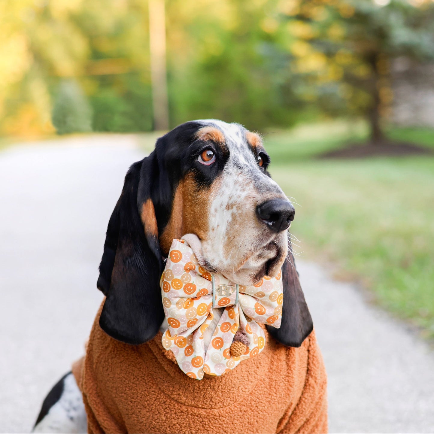 Dog wearing a sweater and bow tie outdoors on a path with trees in the background