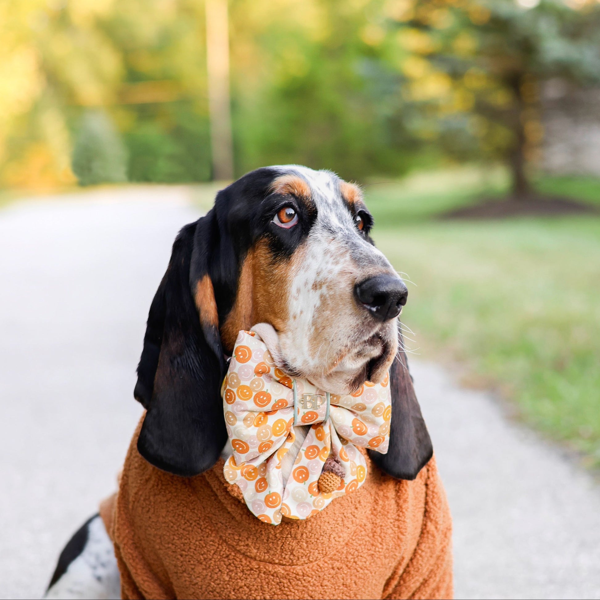 Dog wearing a sweater and bow tie outdoors on a path with trees in the background