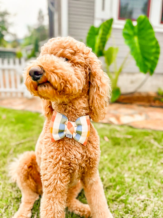 golden doodle in clementine dog collar bow tie for luxury pet bow bop pop pets