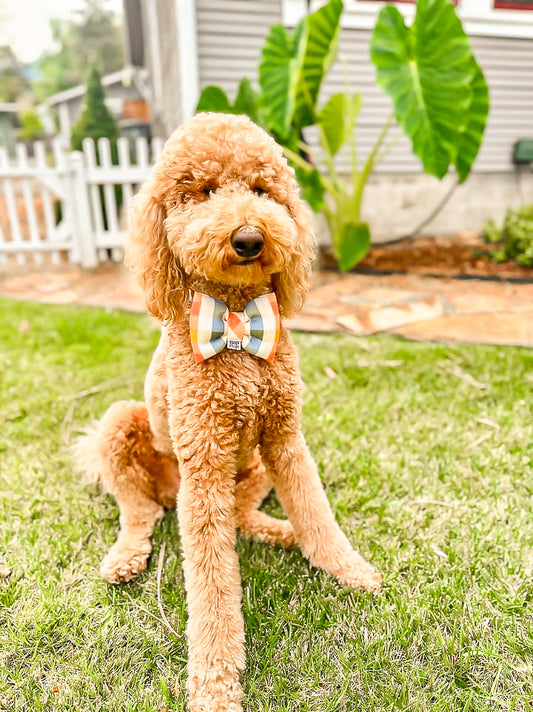 golden doodle in clementine dog collar bow tie for luxury pet bow bop pop pets