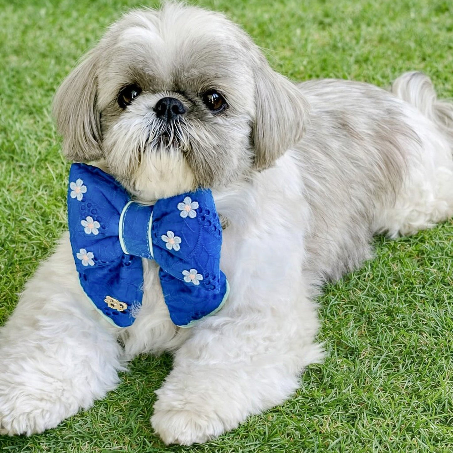 Small Shitzu dog wearing a blue eyelet with purple flower embroidery sailor bow tie on a grassy background