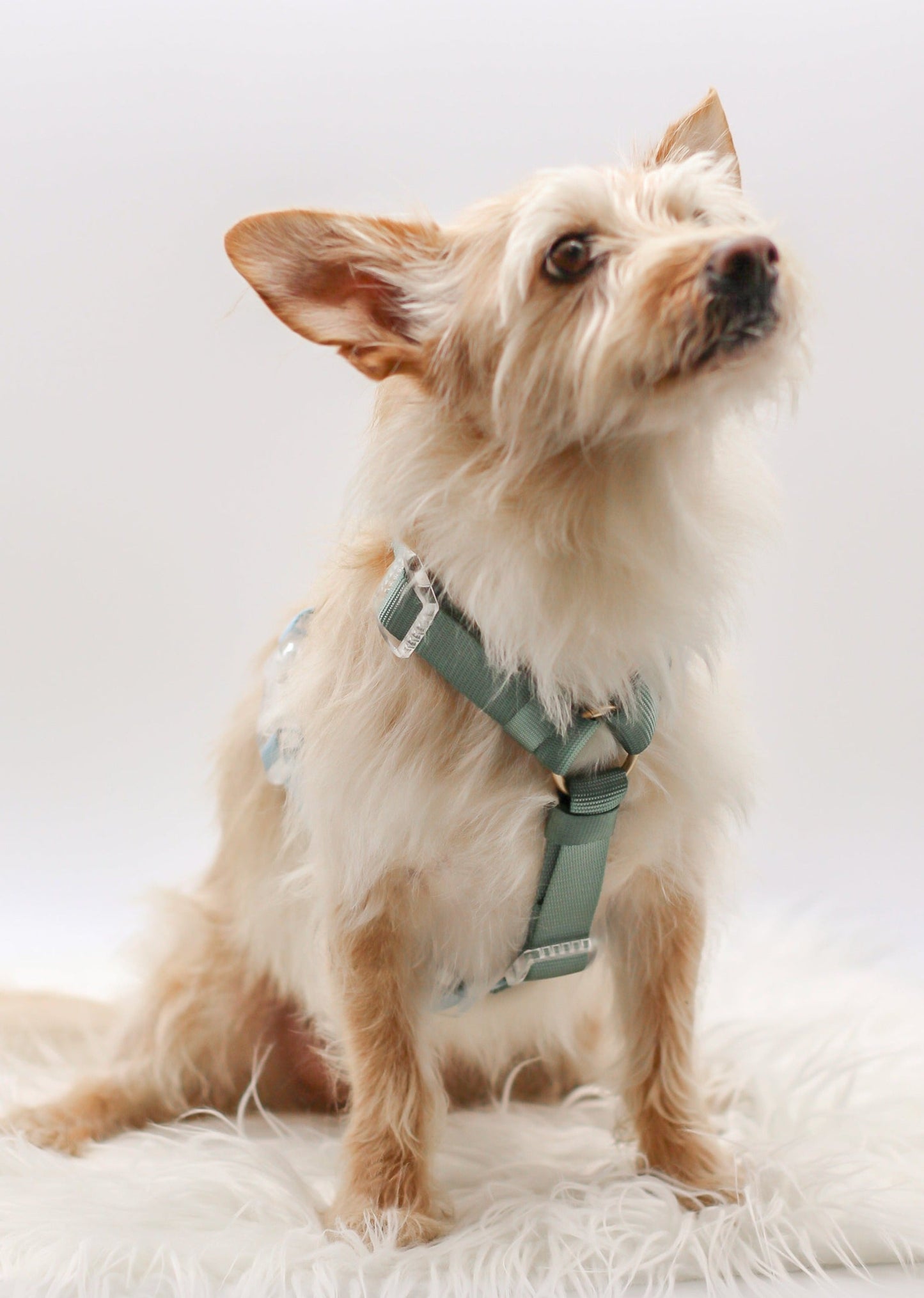 Medium Rescue Dog Terrier Mix 2 Color Dual Green Sage Baby Blue Aqua Classic Dog Nylon Strap Harness with Gold Hardware Clear Buckles Pet Accessory Bop Pop Pets