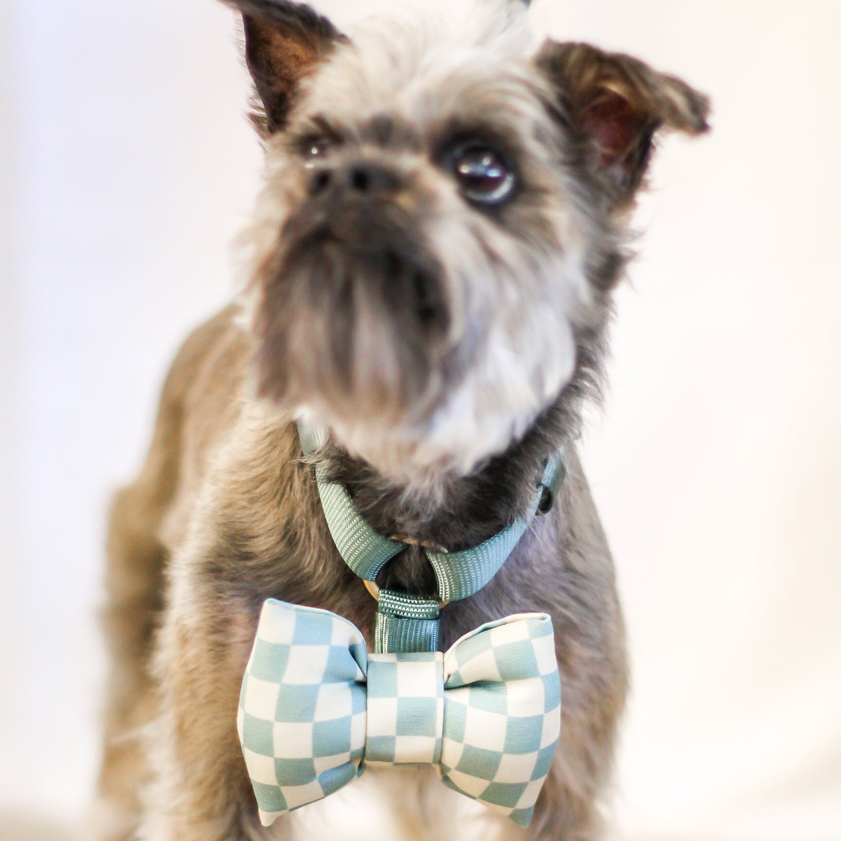 Easy Snap bow tie harness strap bow tie strap for dog harness pet accessory PU leather vinyl vegan material sold brass button snaps bop pop pets nylon 1 inch strap snap close attachment front bow tie