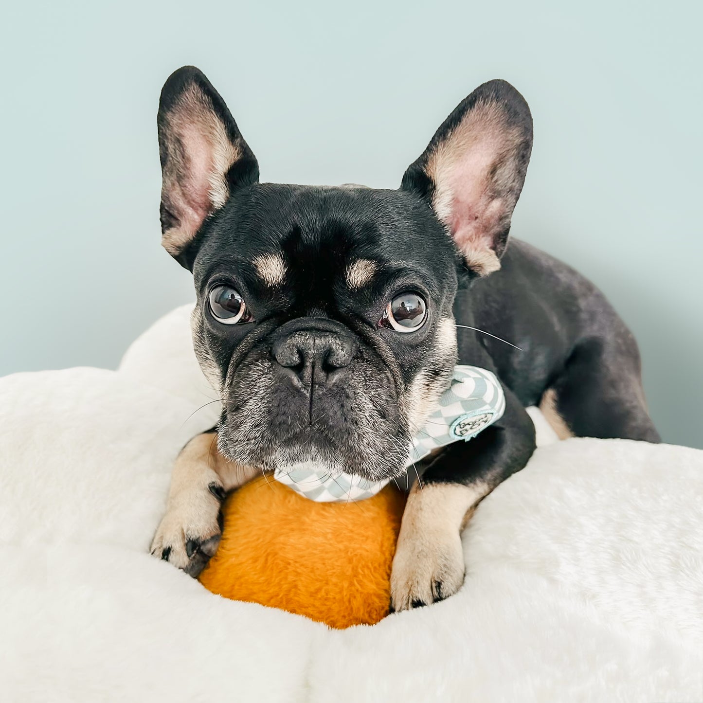 PET BED PILLOW | DAISY