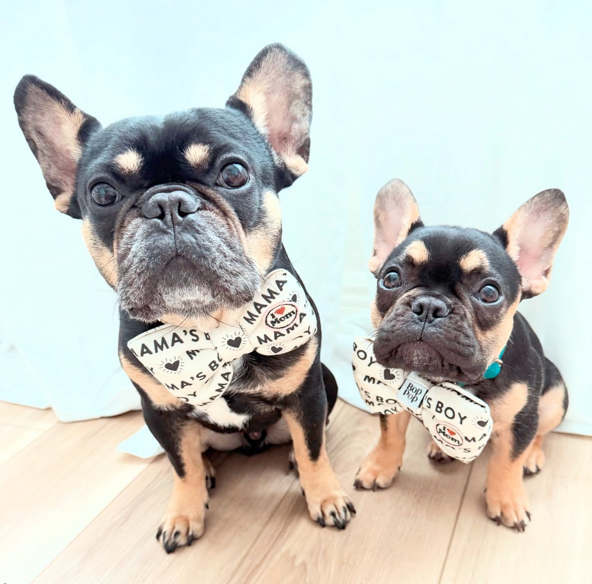 Two small frenchie bull dog dogs wearing bandanas with text on a light wooden floor. Dog brothers mini me moment; bop pop pets I love mom patch for pet dog cat accessory