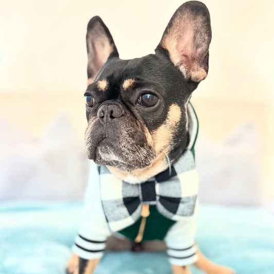 Small dog wearing a checkered bow tie in flannel black and white. bop pop pets pet accessory
