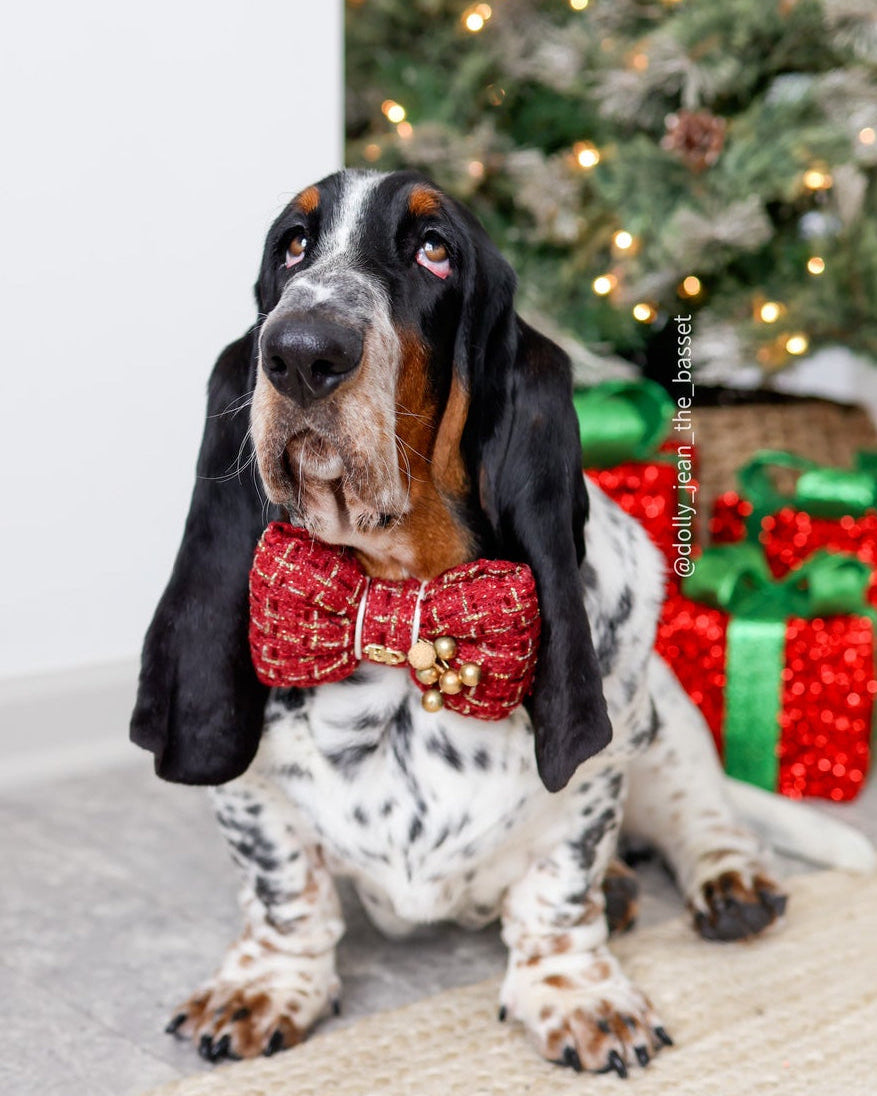 Dog wearing a tweed red cranberry bow tie with gold embellishments in front of a Christmas tree with presents. Bop Pop Pets dog bow pet accessories