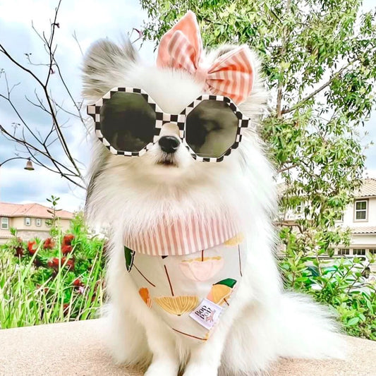 Bop Pop Pets Pomeranian cute white black sunnies sunglasses for dogs; pet sunglasses