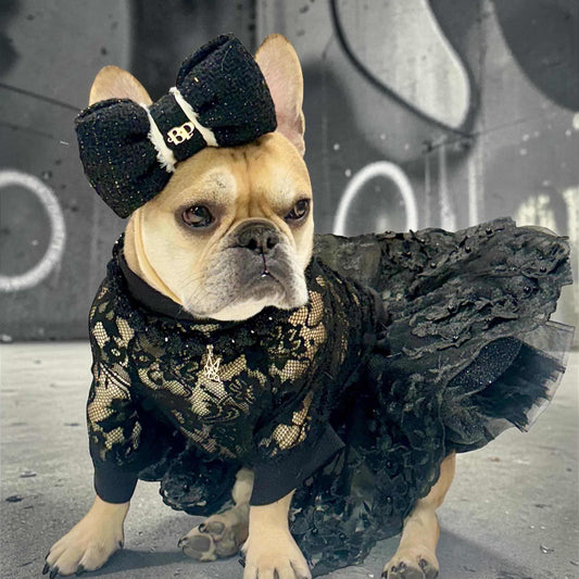 Dog wearing a black outfit with a bow hat in front of a graffiti-covered wall.