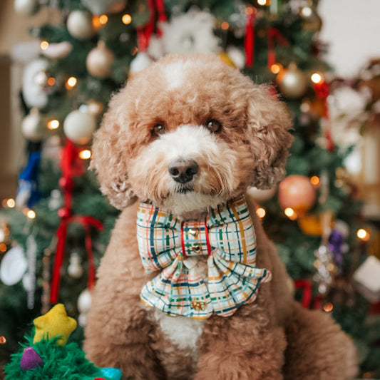 Dog in plaid bow tie Gold Heart charm sitting in front of a decorated Christmas tree. Scallop edge bow tie tails Bop Pop dog bows pet accessories
