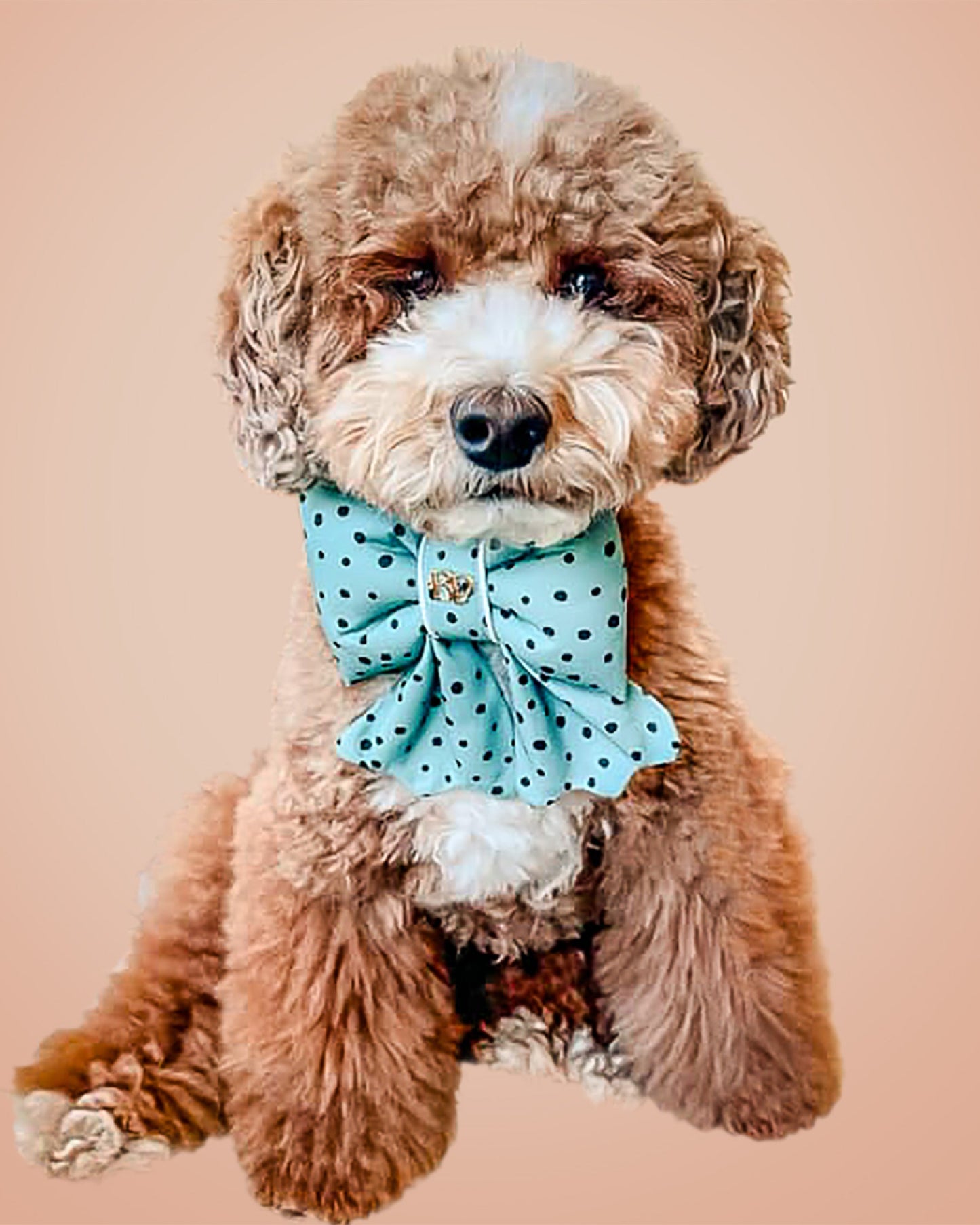 Small dog wearing a light blue polka dot bow tie on a beige background