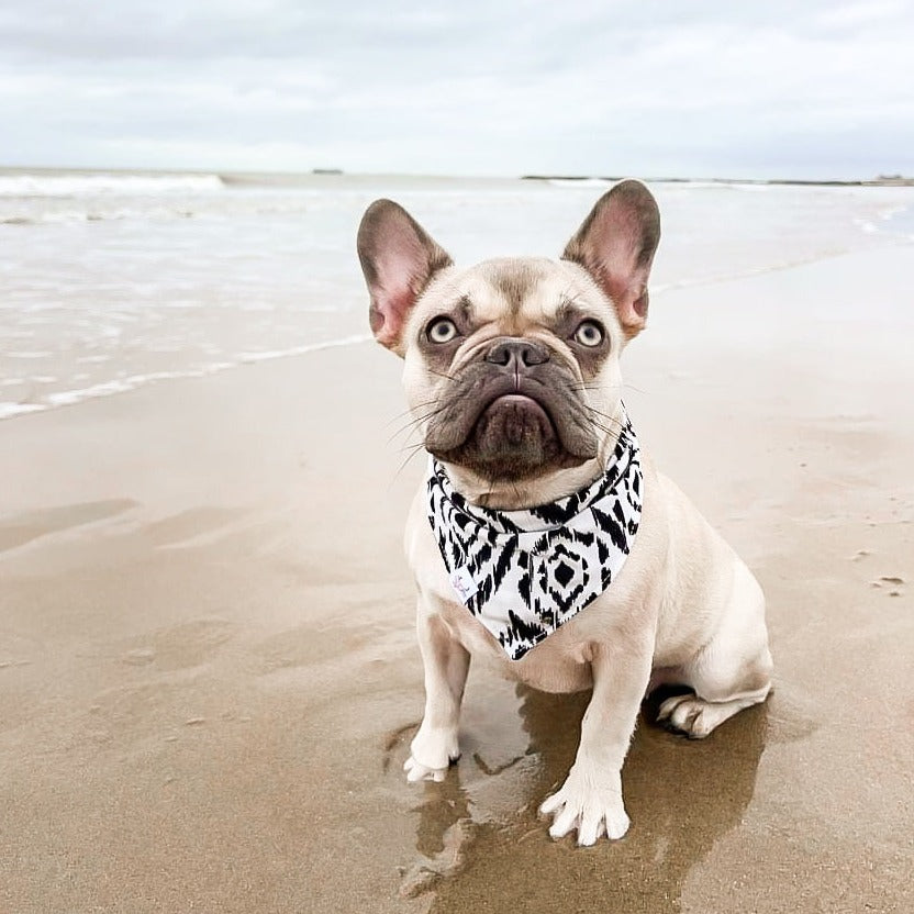 Bop Pop Pets Dream Weave iKat bandana cozy non-iron black white pet accessory French Bulldog Frenchie