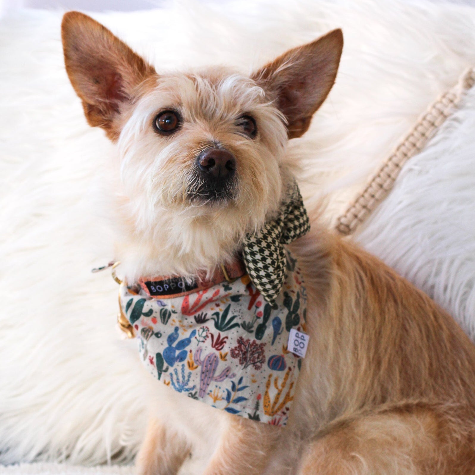 Small dog wearing a floral bandana sitting on a white blanket  with moonstar dog collar