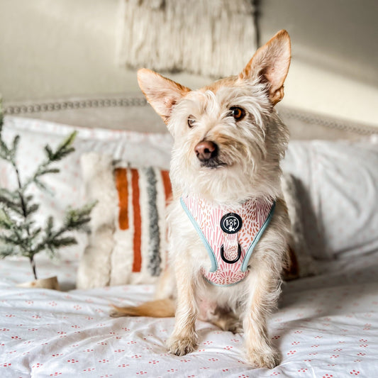 boho pet harness soft neoprene padding small to large dogs walking pet accessory in pink and mint green print