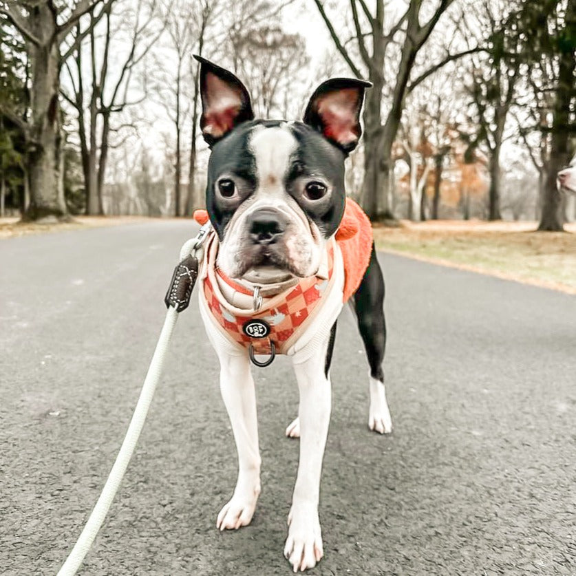 Rescue Boston Terrier Jacob Checkerboard Harness pet accessories 