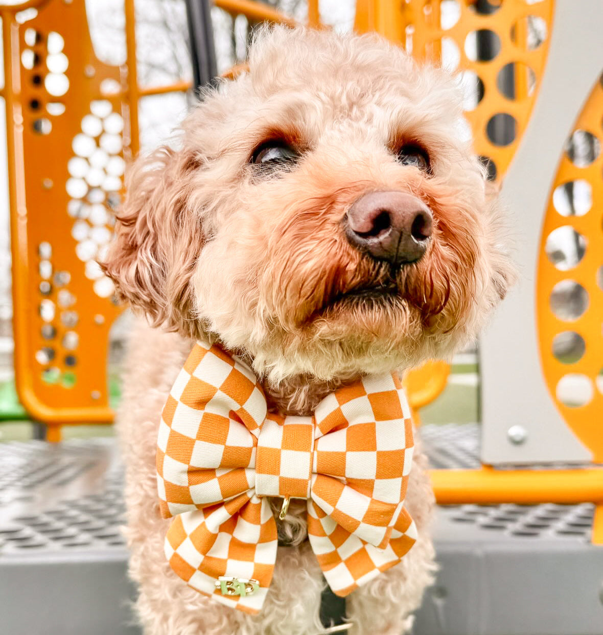 mini doodle Cutest dog collar bow tie for everyday. Mustard Yellow Checkerboard dog cat bow tie structured puffy Bow yellow white organic cotton pet accessory premium handmade. Yellow bow tie for dogs cats pets. Mini bow tie from bop pop pets pet accessory. Puffy  bow for pets Made in USA