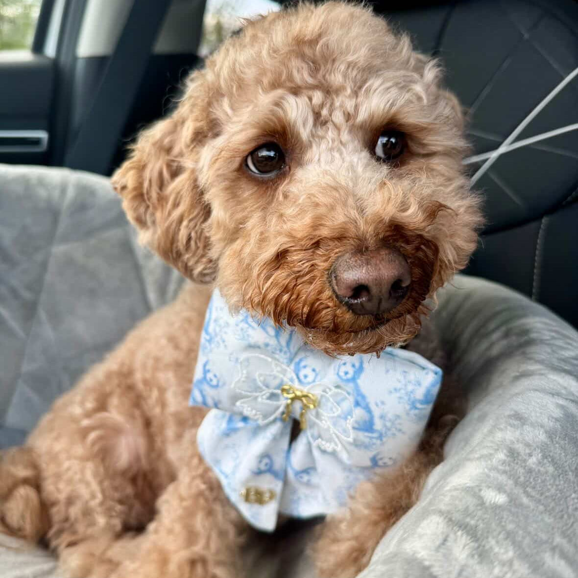 Brown dog wearing a blue bow tie sitting in a car.