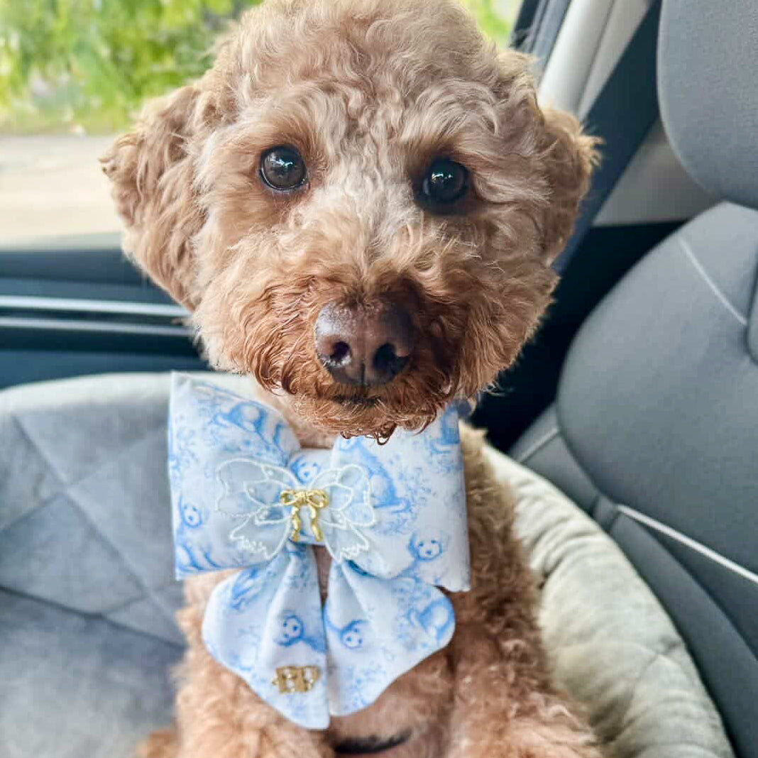 Small dog wearing a blue bow tie sitting in a car seat.