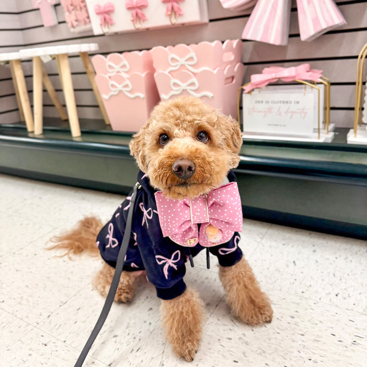 A small goldenoodle dog wearing a navy blue pet sweater with pink bow patterns and a matching pink bow collar, sitting in a boutique store.