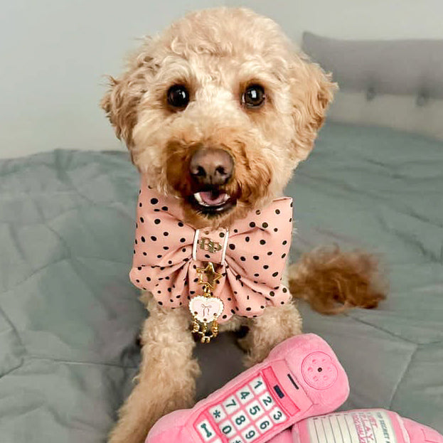 Dog wearing a pink polka dot shirt with a toy phone on a bed