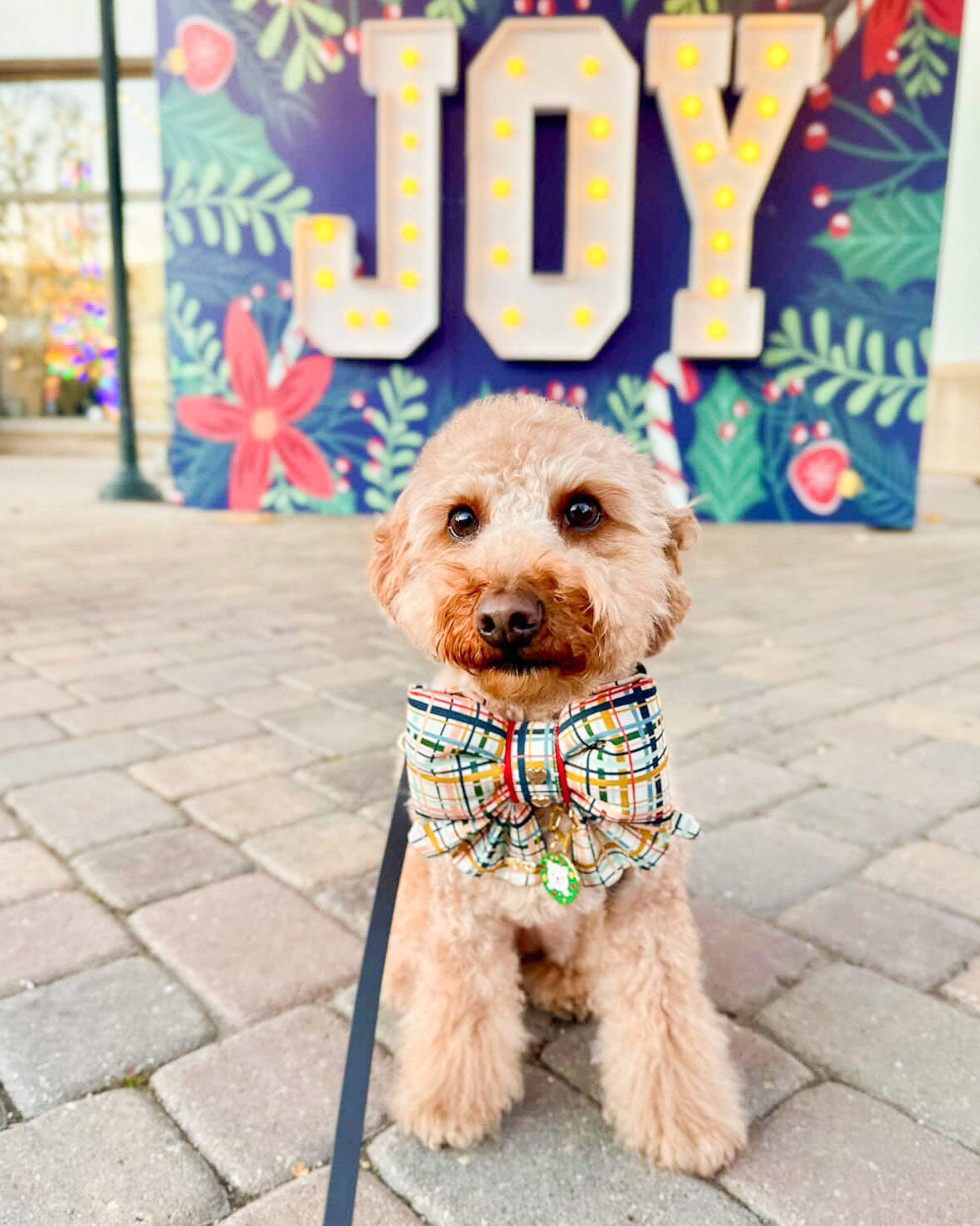 Dog wearing a plaid bow tie in front of a decorative 'JOY' sign with floral elements.