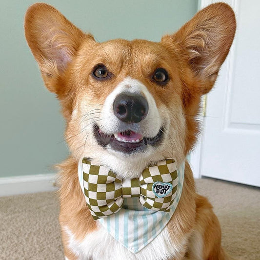 Dog wearing a checkered bow tie and bandana sitting on a carpeted floor.