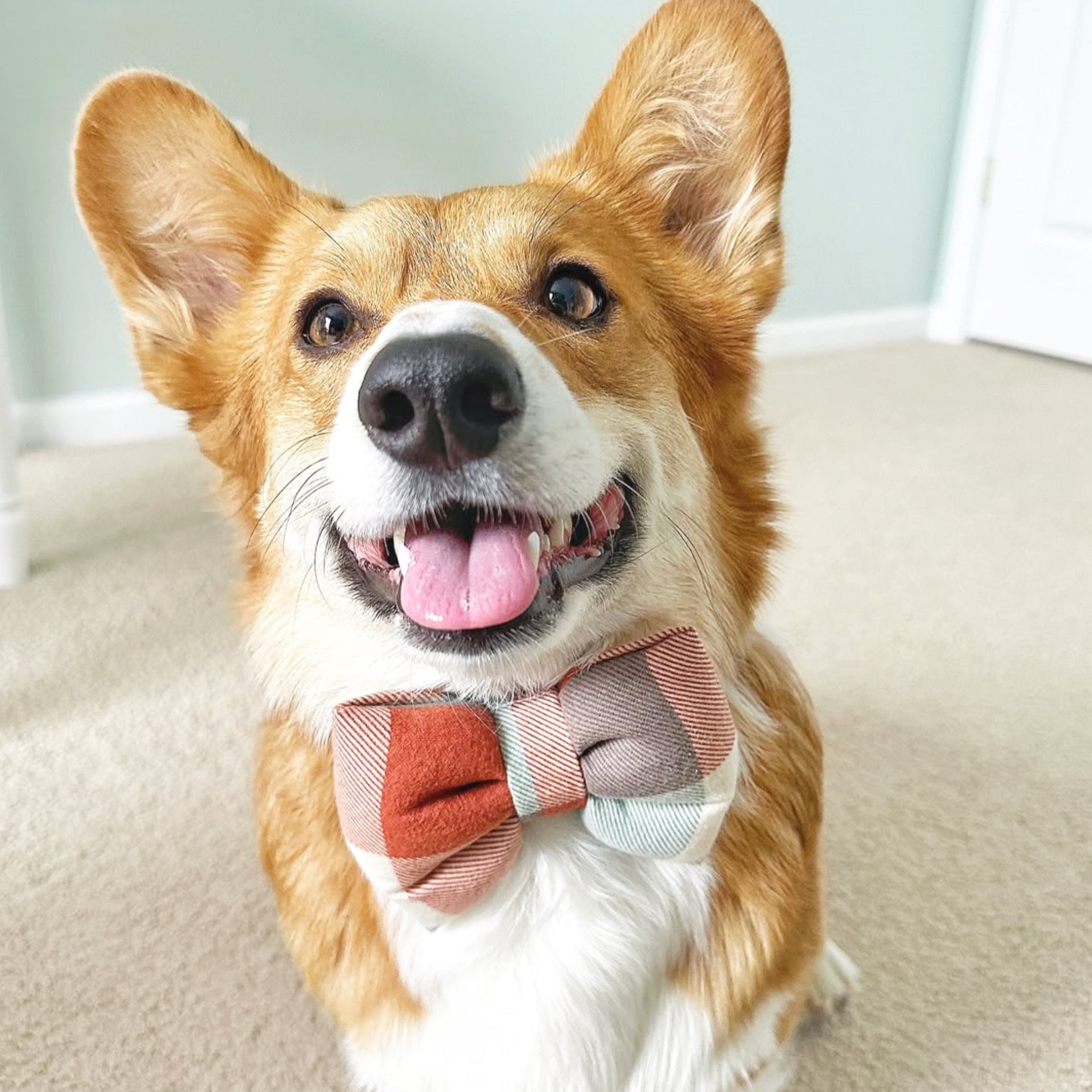 corgi dog collar bow tie sailor bow in orange cream plaid flannel fabric dogs in bows bop pop pets