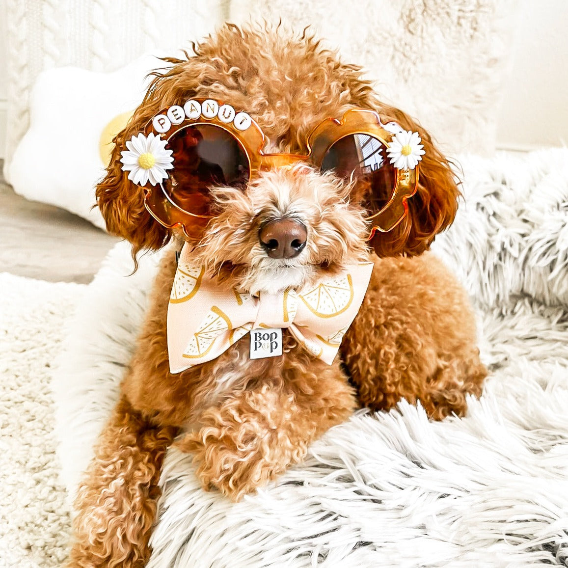 Peanut Mini Poodle Sunnies Sunny Day sunglasses custom daisy orange frames for pets dog cat small medium 