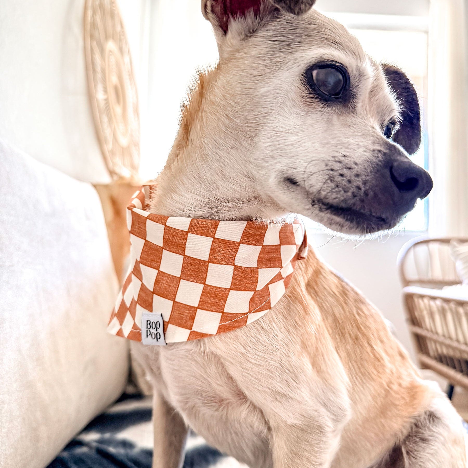 A small tan dog wearing a checkered bandana with orange and white squares, sitting indoors on a dark blanket.