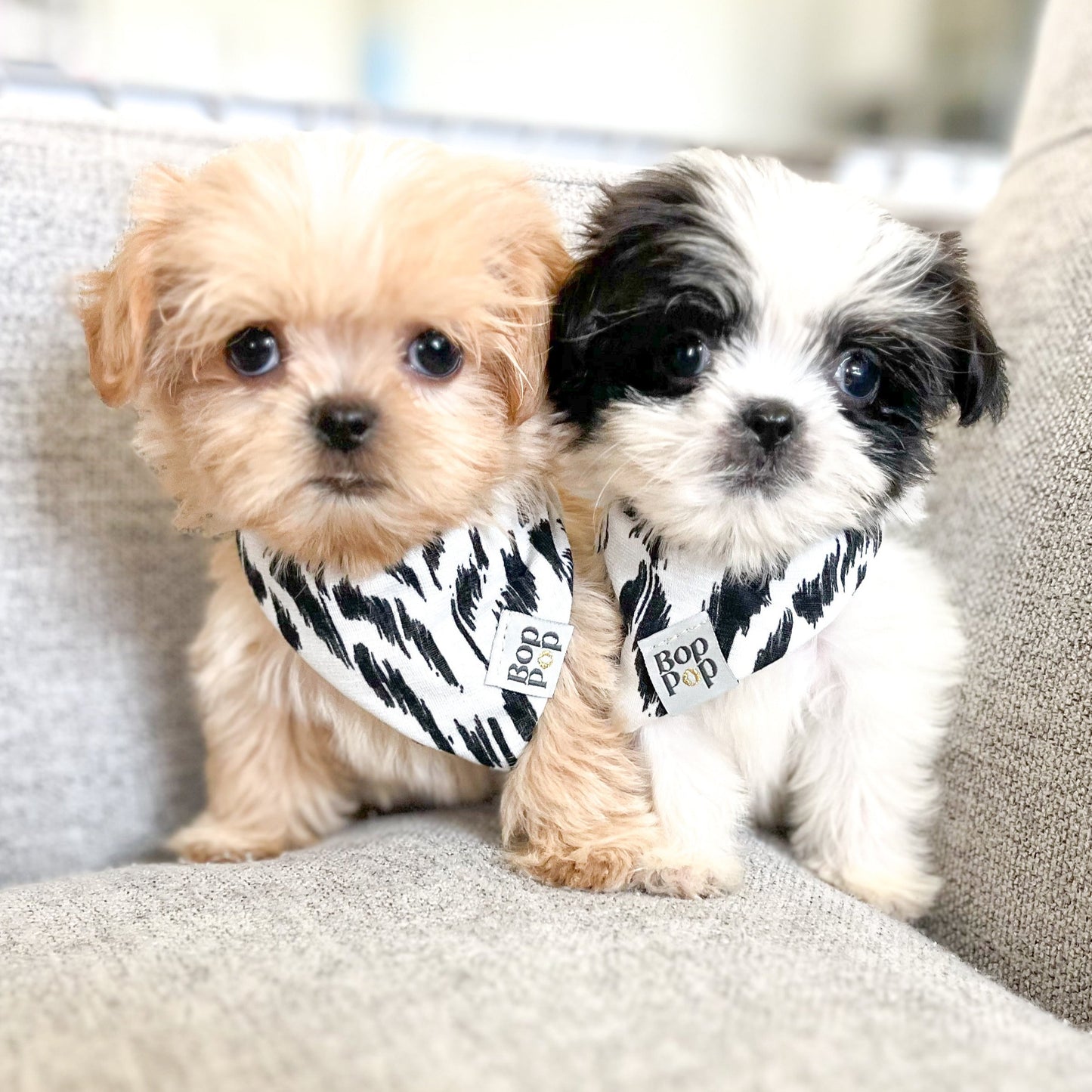 Bop Pop Pets Dream Weave iKat bandana cozy non-iron black white pet accessory Puppy custom bandana XXS
