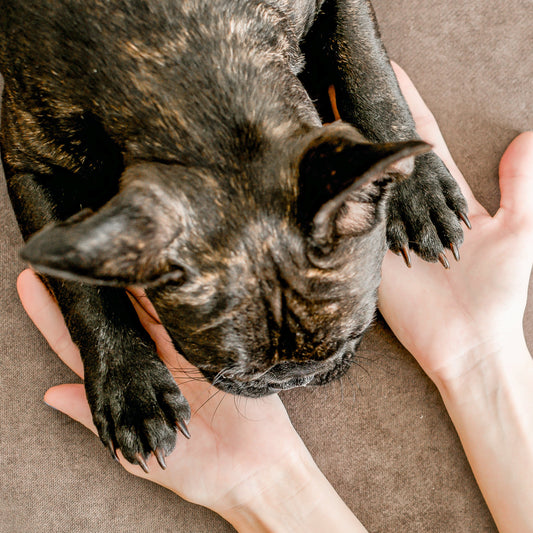 Paw + Hand Balm | Soothing Lavender