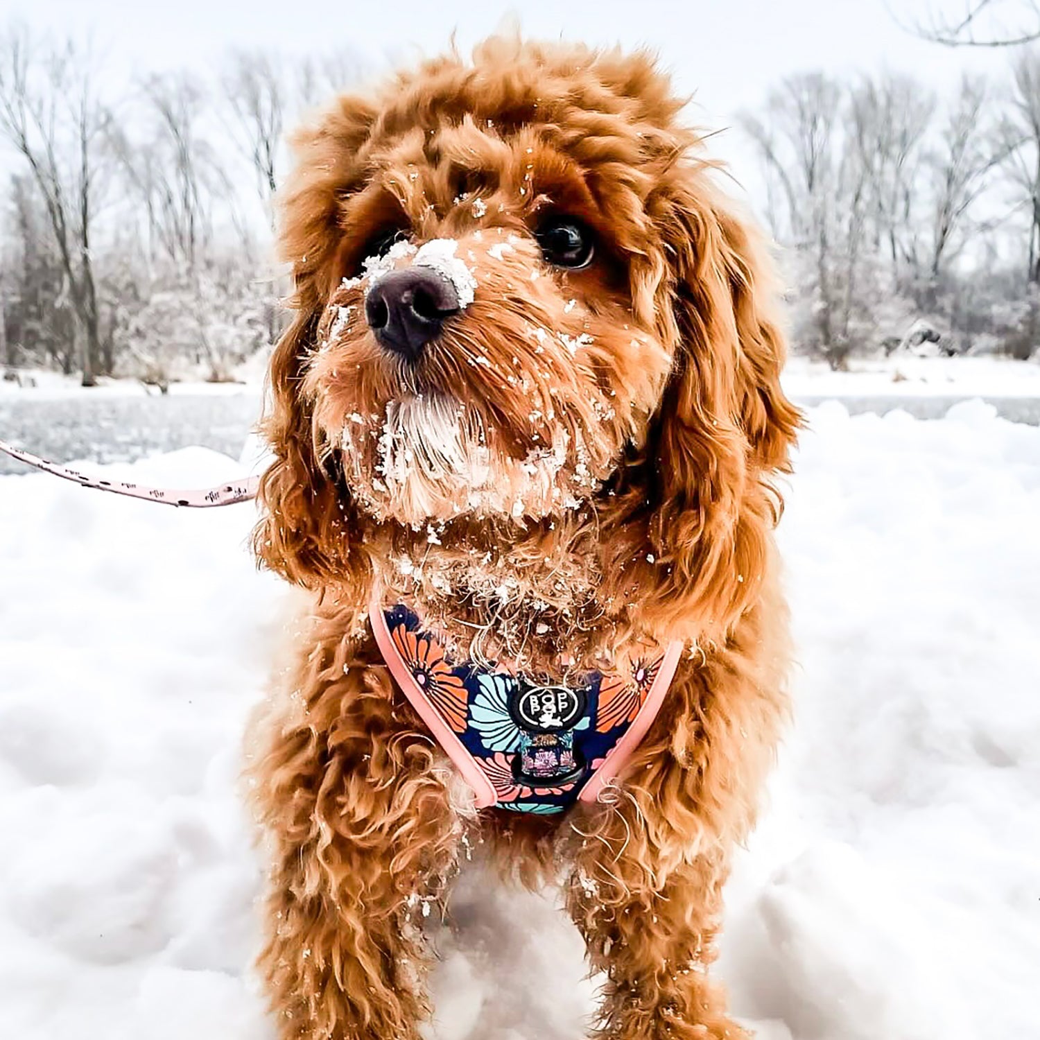 Soft Dog Harness DAZY Flower in Pink Navy – Boppoppets