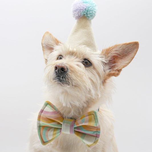 Rainbow Ribbon Bow Tie Pawty Hat