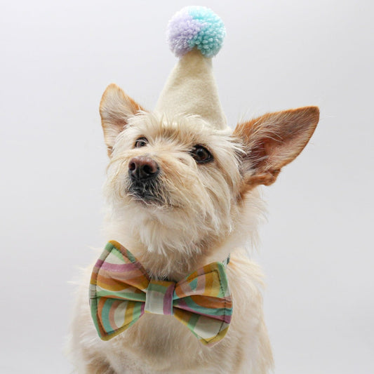 Dog Birthday Celebration Pawty Hat Aqua blue